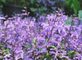 Beautiful Mona Lavender flowers in the garden Royalty Free Stock Photo