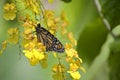 Beautiful Monarch Butterfly Royalty Free Stock Photo