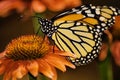 Beautiful monarch butterfly Royalty Free Stock Photo