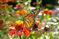 Monarch butterfly