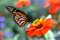 Monarch butterfly