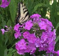 Monarch butterfly landing on purple flowers Royalty Free Stock Photo