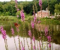 Beautiful Monarch butterfly on flower in front of lakehouse