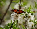 Colorful butterfly on almond tree Royalty Free Stock Photo