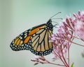 Beautiful Monarch Butterfly on Joe Pye Weed