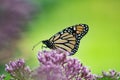 Beautiful Monarch Butterfly on Joe-Pye Weed