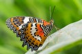 Beautiful Monarch Butterfly