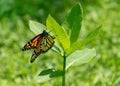 Beautiful monarch butterfly on milkweed