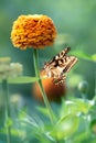 Beautiful monarch butterfly and orange flower. Summer spring image.