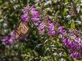 A Gorgeous Monarch Butterfly on a Sunny Day Royalty Free Stock Photo