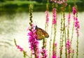 Beautiful Monarch butterfly resting on pink/purple flower