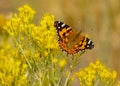 A Beautiful Monarch Butterfly Resting on Yellow Spring Flowers