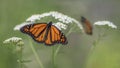 A Beautiful Monarch Butterfly Or Simply Monarch Danaus Plexippus Feeding On White Flowers In A Summer Garden. Blurry Green Backg