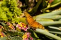 A beautiful Monarch butterfly sitting on lantana flowers. Royalty Free Stock Photo