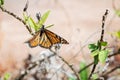 Beautiful monarch butterfly sitting on a tree branch and spreading its wings. Milkweed butterfly has orange wings with black and Royalty Free Stock Photo