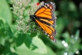 A beautiful monarch butterfly sitting on unopened flower buds. Royalty Free Stock Photo