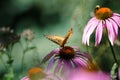 Beautiful monarch butterfly on top of a purple coneflower wildflower Royalty Free Stock Photo