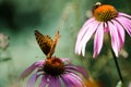 Beautiful monarch butterfly on top of a purple coneflower wildflower Royalty Free Stock Photo