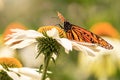 Wings of a monarch butterfly Royalty Free Stock Photo