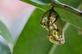 A beautiful Monarch chrysalis (Danaus plexippus).