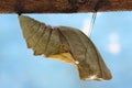 Beautiful Monarch chrysalis on tree , butterfly Royalty Free Stock Photo