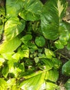 A beautiful money plant image with green