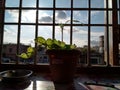Beautiful money plant on window and sunlight is falling on it. And overall superb sightseeing from the window.