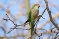 Beautiful Monk Parakeet perched on a tree trunk