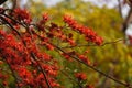 Beautiful Monkey Flower Tree or Fire of Pakistan in Thailand.