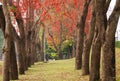 Beautiful Monkey Flower Tree or Fire of Pakistan in Thailand. Royalty Free Stock Photo