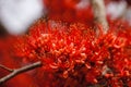 Beautiful Monkey Flower Tree or Fire of Pakistan in Thailand.