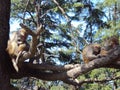 Beautiful monkey sleeping on tree