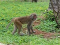 Macaque stands on four legs and looks surprised