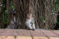 Beautiful monkeys family sitting on the road