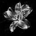 Beautiful monochrome, black and white Alstroemeria flower