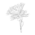 Beautiful monochrome, black and white aster flower isolated.