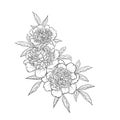 Beautiful monochrome black and white bouquet peony on background. Hand-drawn.