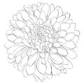 Beautiful monochrome black and white dahlia flower isolated on background. Hand-drawn contour lines. Royalty Free Stock Photo
