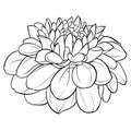 Beautiful monochrome black and white dahlia flower isolated on background. Hand-drawn contour lines. Royalty Free Stock Photo