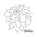 Beautiful monochrome black and white dahlia flower isolated on background. Hand-drawn contour lines. for greeting cards Royalty Free Stock Photo