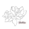 Beautiful monochrome black and white dahlia flower isolated on background. Hand-drawn contour lines. for greeting cards Royalty Free Stock Photo