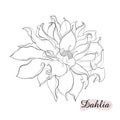 Beautiful monochrome black and white dahlia flower isolated on background. Hand-drawn contour lines. for greeting cards Royalty Free Stock Photo