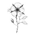 beautiful monochrome black and white dahlia flower isolated on white background. Hand-drawn contour lines and strokes. Royalty Free Stock Photo