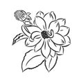 beautiful monochrome black and white dahlia flower isolated on white background. Hand-drawn contour lines and strokes. Royalty Free Stock Photo