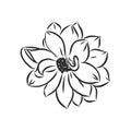 beautiful monochrome black and white dahlia flower isolated on white background. Hand-drawn contour lines and strokes. Royalty Free Stock Photo