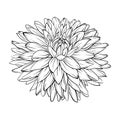 Beautiful monochrome, black and white dahlia flower isolated. Hand-drawn contour lines and strokes. Royalty Free Stock Photo