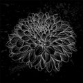 Beautiful monochrome black and white dahlia flower isolated. Hand-drawn contour lines and strokes. Royalty Free Stock Photo