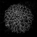 Beautiful monochrome black and white dahlia flower isolated. Hand-drawn contour lines and strokes. Royalty Free Stock Photo