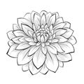 Beautiful monochrome black and white dahlia flower isolated on white background Royalty Free Stock Photo
