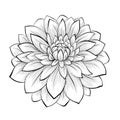 Beautiful monochrome black and white dahlia flower isolated on white background